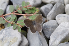 今日のヤマトシジミ