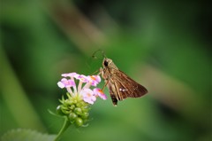 この蜜おいしいー (2)