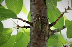 俺たちの季節 (1)