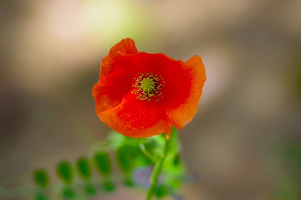 ひなげしの花