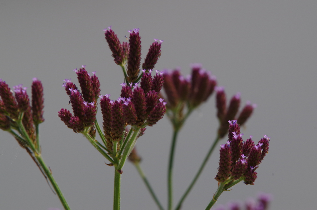 アレチハナガサ