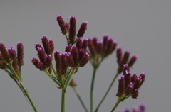 アレチハナガサ