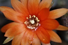 シャボテンの花