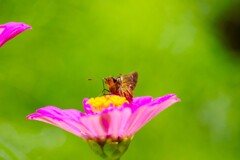 コスモスとセセリチョウ (2)