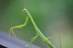 こんちはー (2)