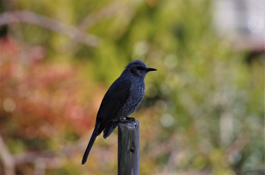 昨日のヒヨドリ (2)