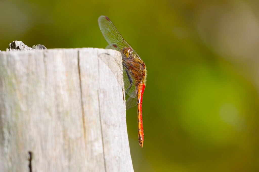 今日も、居ました。 (2)