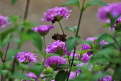 花とセセリ (1)