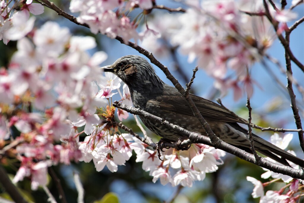 ヒヨと桜 (2)