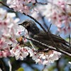 ヒヨと桜 (2)