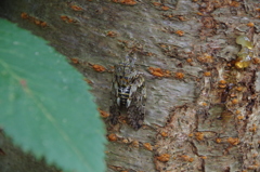 ニイニイゼミ鳴いています