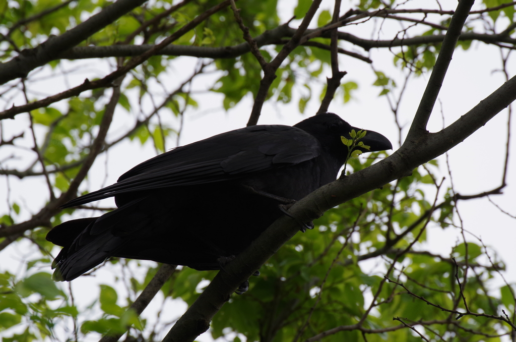 嫌われ者ですが