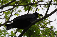 嫌われ者ですが