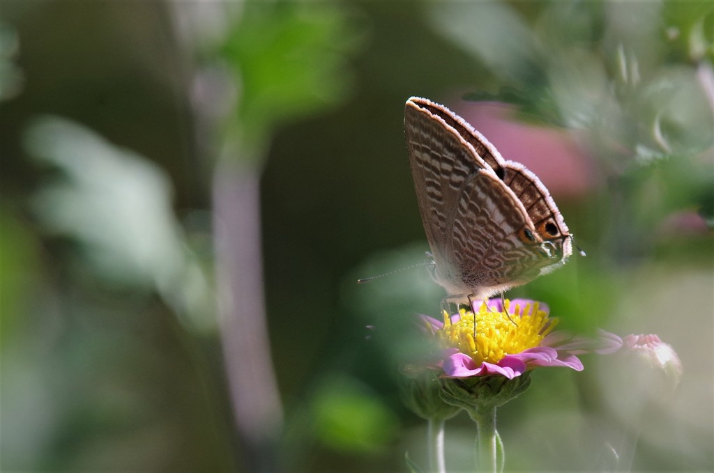 昨日のチョウ (1)