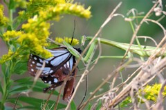 蝶とカマキリ(閲覧注意) (2)
