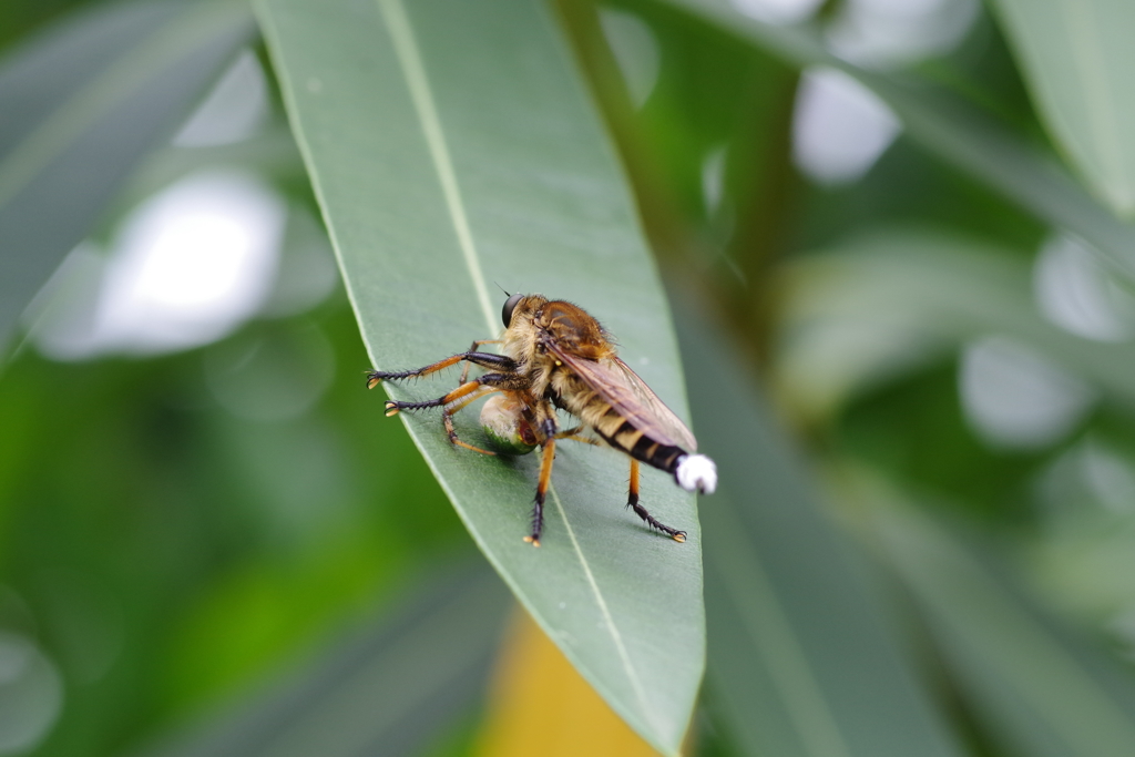 邪魔しないでね
