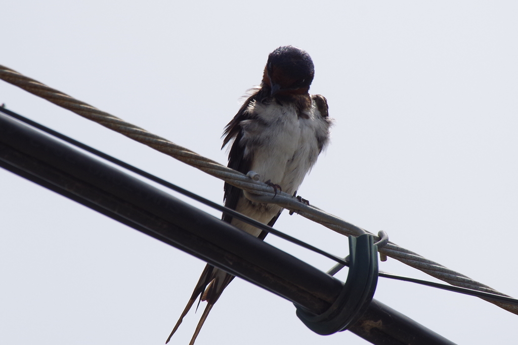 ツバメちゃん (2)