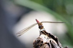 昨日のトンボ (1)