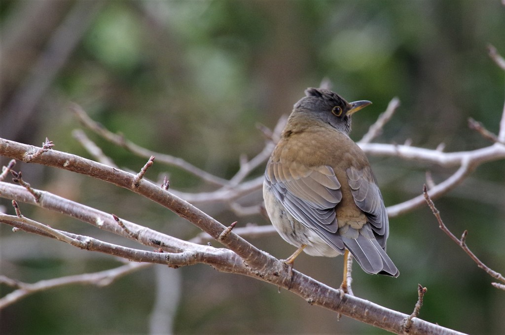 シロハラちゃん  (2)