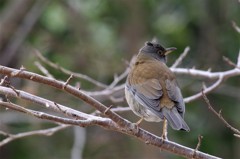 シロハラちゃん  (2)