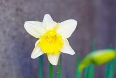 庭先にて