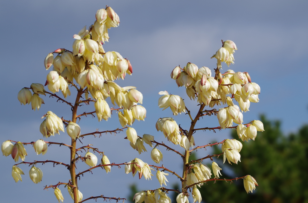 アツバキミガヨラン