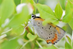 ブルーベリーとシジミチョウ (2)