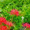 彼岸花 (1)