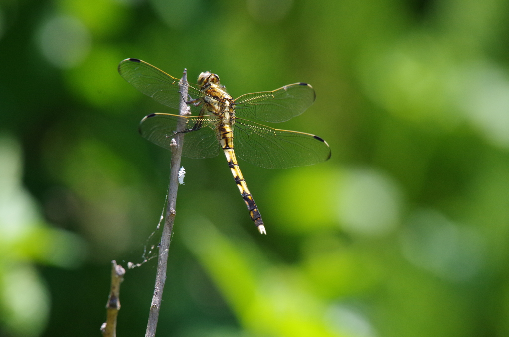 昨日のトンボ (2)