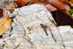 ノシメトンボ (1)