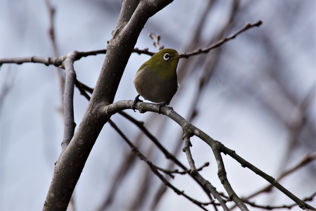 昨日の野鳥 (1)