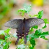黒いアゲハ