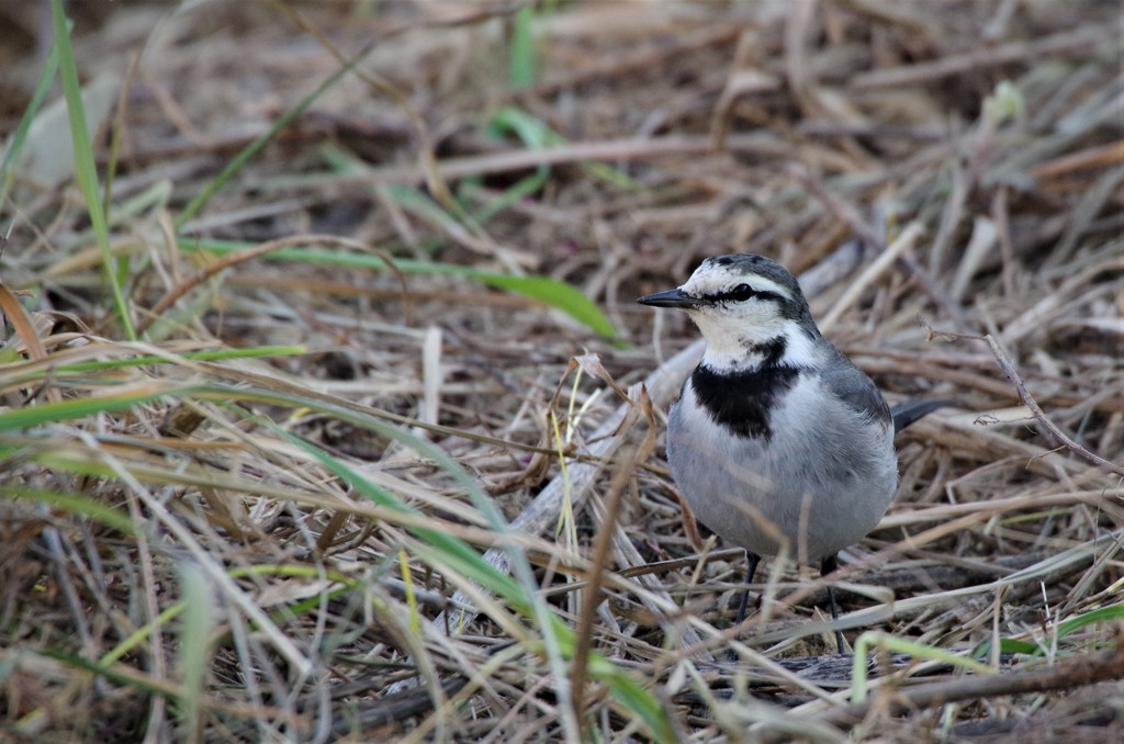 昨日のハクセキレイ (2)