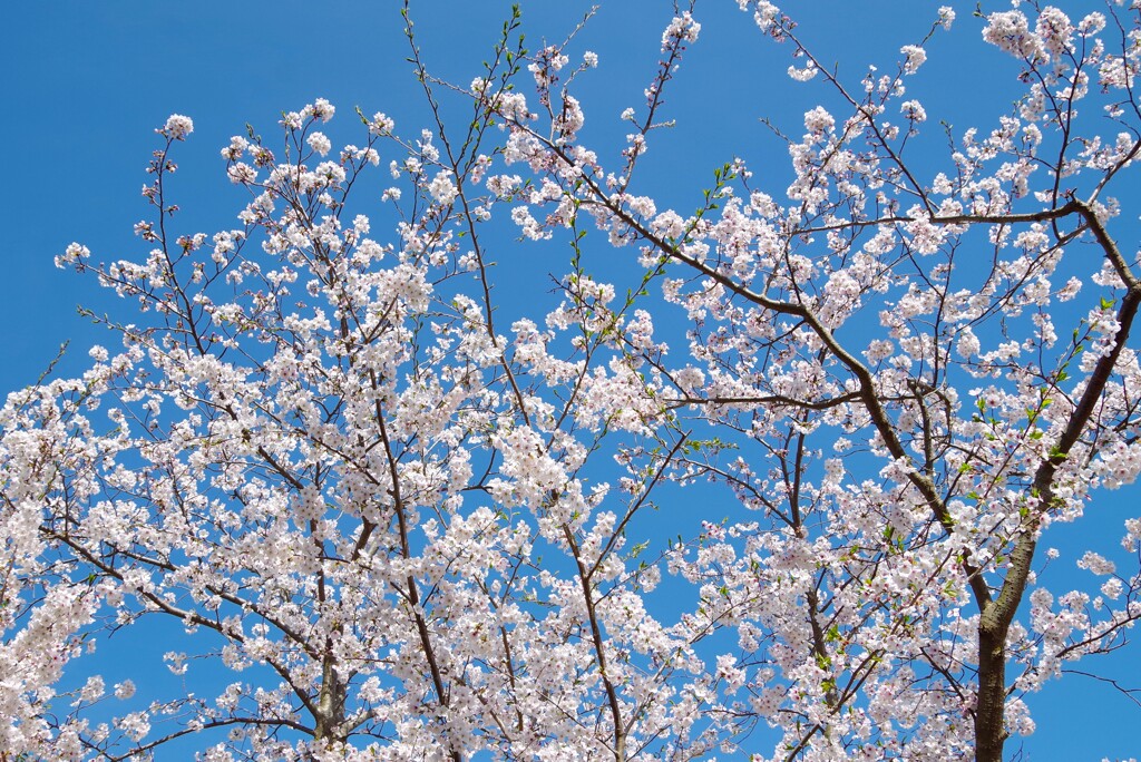 桜と青い空