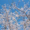 桜と青い空