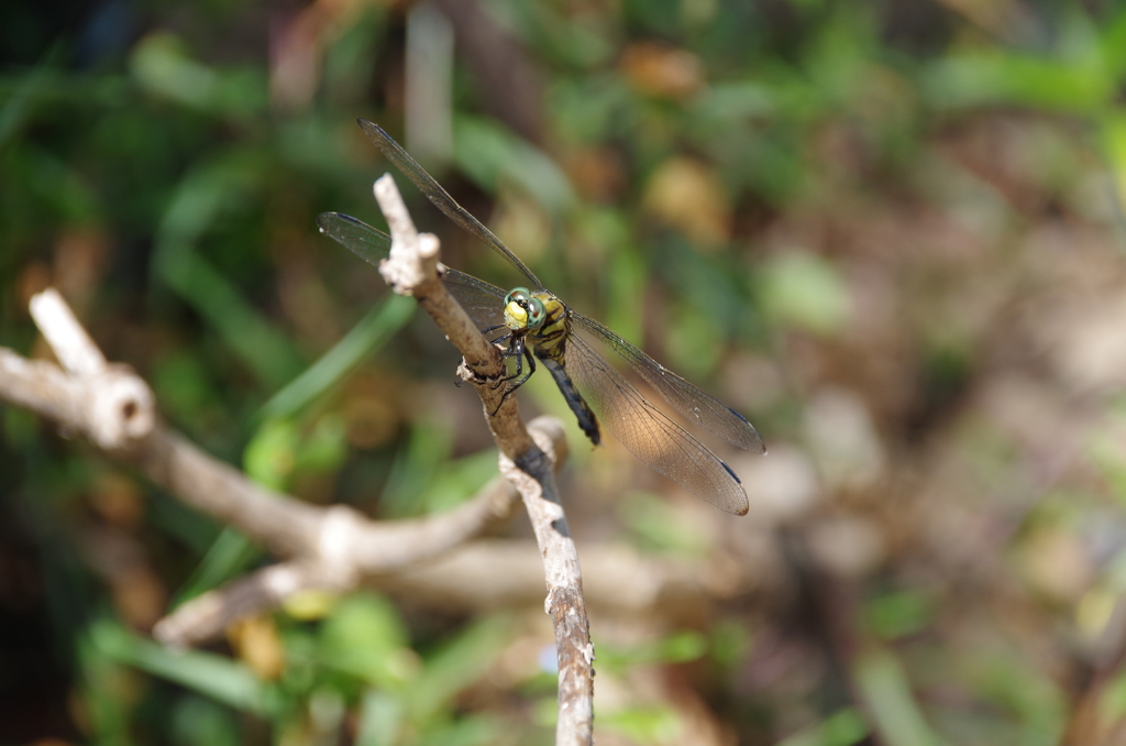 ムギワラトンボ2