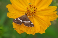 シロオビノメイガ