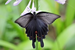 昨日のクロアゲハ (1)