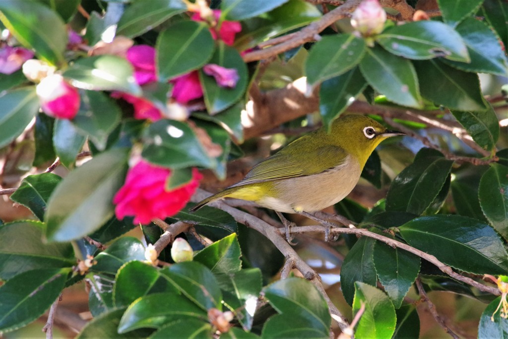 昨日の野鳥 (2)