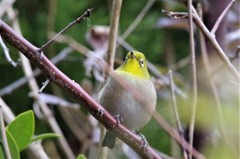 昨日のメジロ (2)