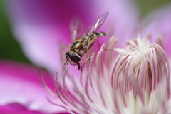 花とハチ