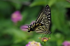 昨日のアゲハ (2)