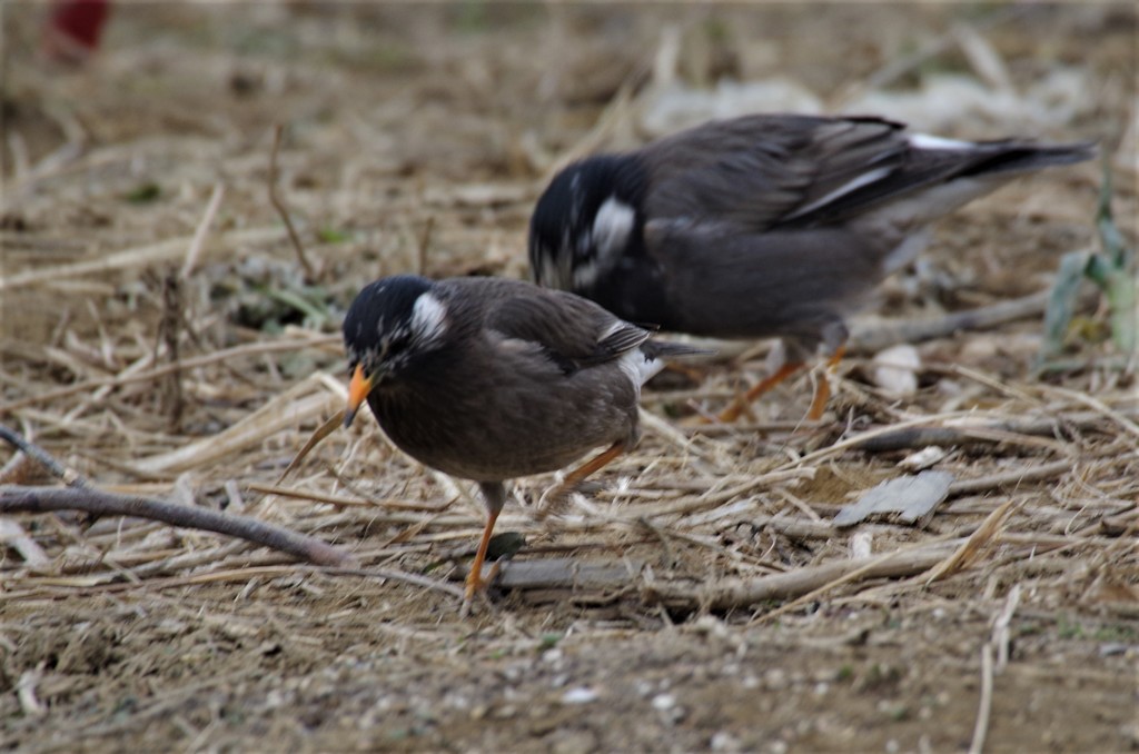 一昨日のムクドリ (3)