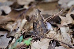 クロコノマチョウ (2)