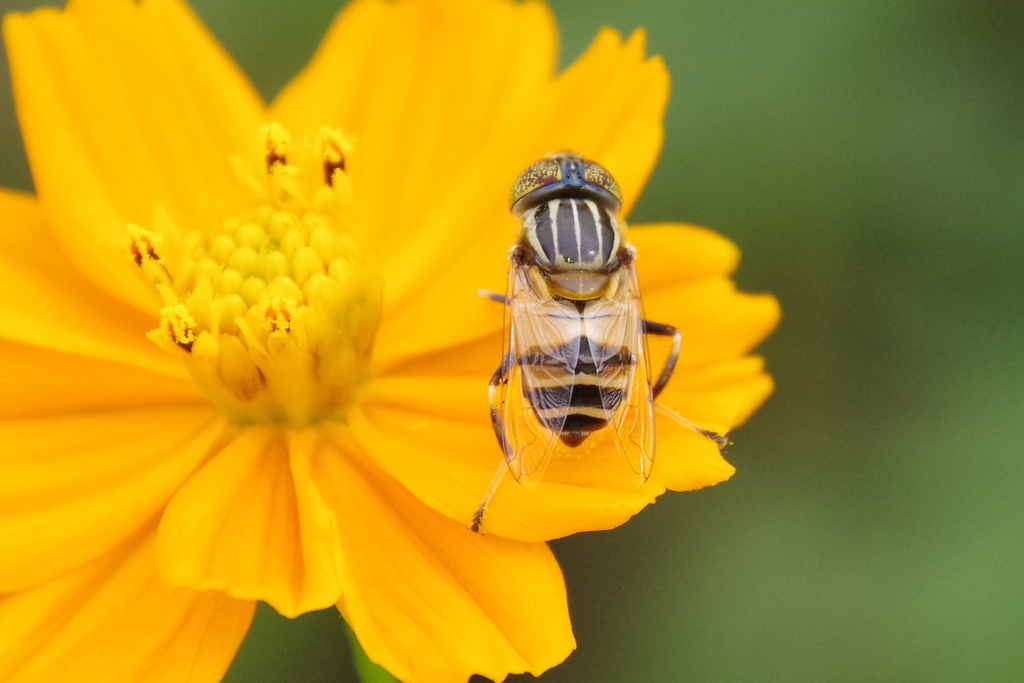おいしいかなぁ。