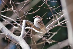 昨日の野鳥 (1)