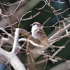 昨日の野鳥 (1)