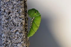 アゲハの幼虫