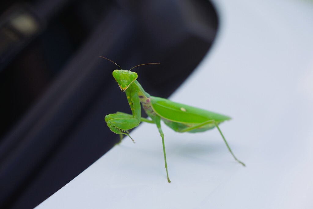 カマキリちゃん