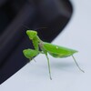 カマキリちゃん